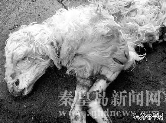 1秦皇岛：农户家中惊现“双头羊宝宝”