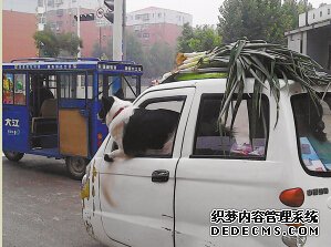 街头三轮车驾驶室探出一条大狗 质疑:谁在开车