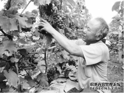 河北卢龙葡萄种植专业村年产值超5000万元