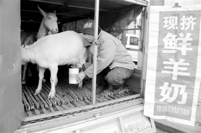 现挤鲜牛奶。