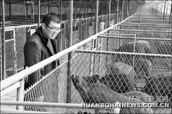 图为刘凯在观察野猪生长情况。