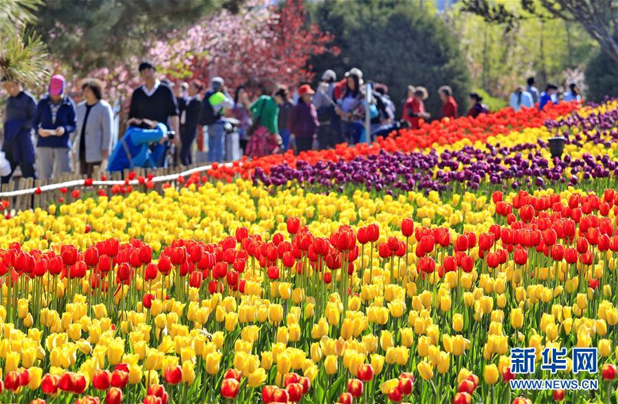 4月20日，游客在秦皇岛市新世纪公园欣赏盛开的郁金香。